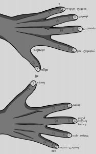 7 hands